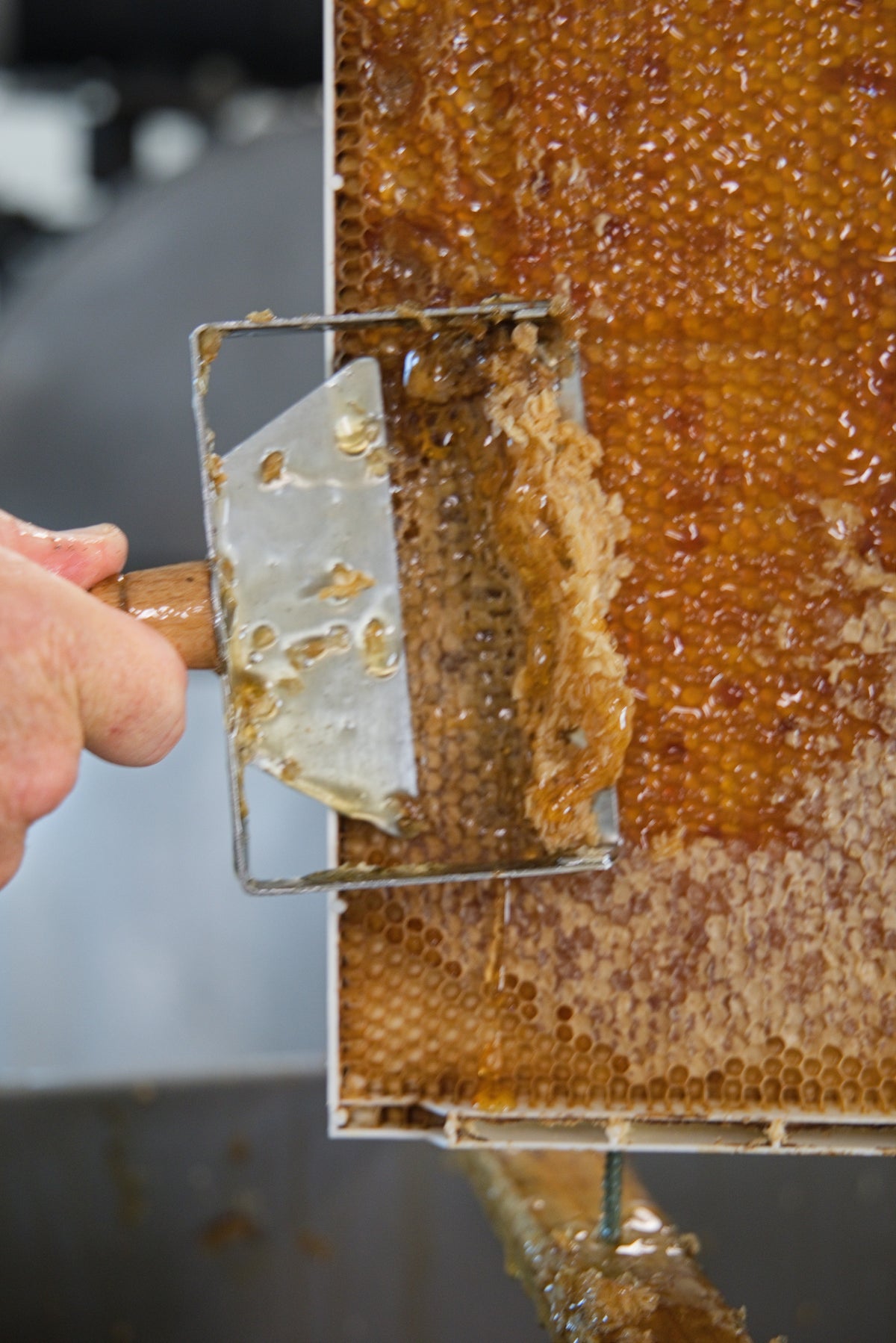 Six Blooms Raw Honey