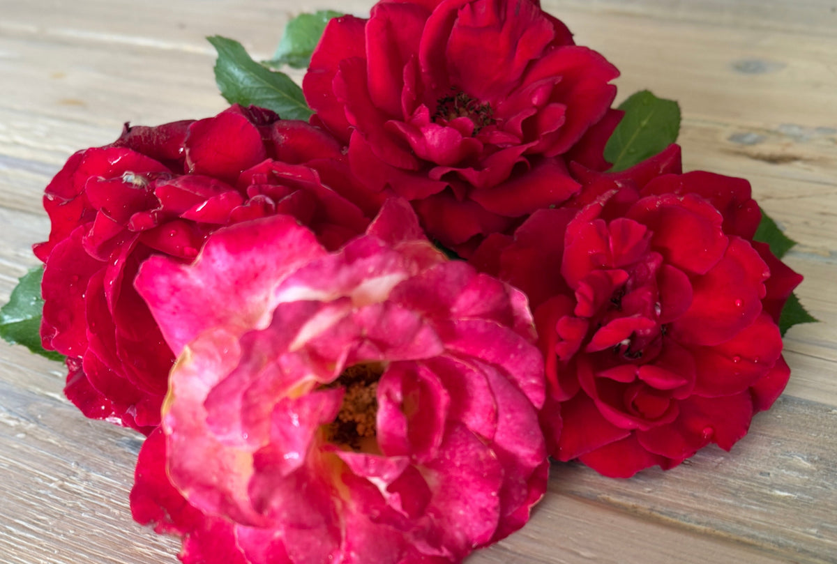 Blooming Peace — Herbal Loose-Leaf Tea Blend